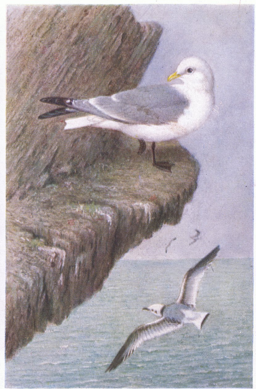 Kittiwake, Postikortit,1930-luku tekijältä Hendrik Gronvold