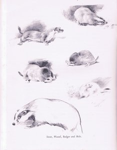 Stoat, lumikko, mäyrä ja myyrä, 1938