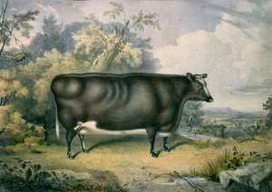 Cottesmore-palkintohieho, Henry Straffordin (1833-73) mukaan, 1837.