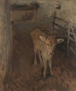 Jerseyvasikka, 1893