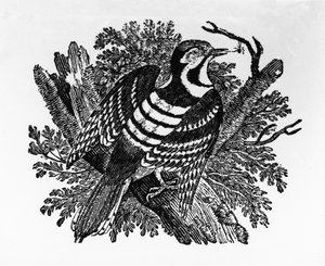 Barred Woodpecker, kuvitus Thomas Bewickin teoksesta "The History of British Birds", julkaistu ensimmäisen kerran 1797